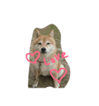ぴた子のスタンプ（個別スタンプ：1）