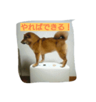 ぴた子のスタンプ（個別スタンプ：2）
