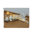 ぴた子のスタンプ（個別スタンプ：4）