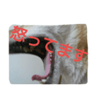 ぴた子のスタンプ（個別スタンプ：5）