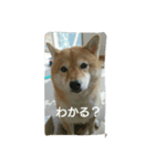 ぴた子のスタンプ（個別スタンプ：7）