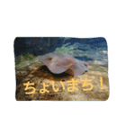 ちょいと使える水の仲間たち（個別スタンプ：7）