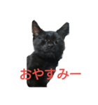 家のこまちゃん（個別スタンプ：7）