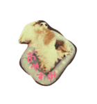 コロちゃん②（個別スタンプ：6）