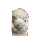モフモフアルパカ（個別スタンプ：5）