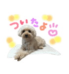 もこもこ✴︎たいむ①（個別スタンプ：39）