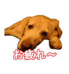 わが家のラブラドール（個別スタンプ：1）