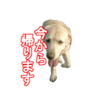 わが家のラブラドール（個別スタンプ：3）