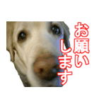 わが家のラブラドール（個別スタンプ：4）