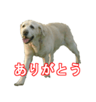 わが家のラブラドール（個別スタンプ：7）