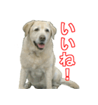 わが家のラブラドール（個別スタンプ：8）