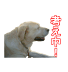 わが家のラブラドール（個別スタンプ：11）