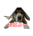 わが家のラブラドール（個別スタンプ：12）