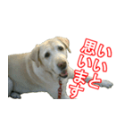 わが家のラブラドール（個別スタンプ：13）