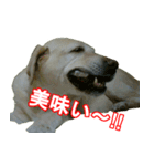 わが家のラブラドール（個別スタンプ：14）