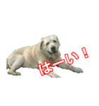 わが家のラブラドール（個別スタンプ：16）