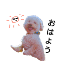 ザッピー（個別スタンプ：6）