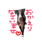 イタグレロディの毎日（個別スタンプ：6）