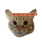 しあわせとねこ（個別スタンプ：11）