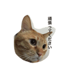しあわせとねこ（個別スタンプ：12）