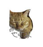 しあわせとねこ（個別スタンプ：15）