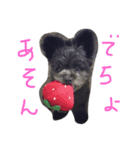 ポメプーのくぅちゃんDESU（個別スタンプ：4）