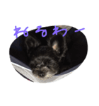 ポメプーのくぅちゃんDESU（個別スタンプ：8）