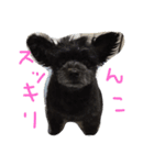 ポメプーのくぅちゃんDESU（個別スタンプ：11）
