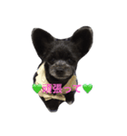 ポメプーのくぅちゃんDESU（個別スタンプ：12）
