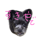 ポメプーのくぅちゃんDESU（個別スタンプ：15）