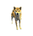 DOG ！！！(Shiba Inu, Poodle , Maltese)（個別スタンプ：1）