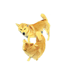 DOG ！！！(Shiba Inu, Poodle , Maltese)（個別スタンプ：2）
