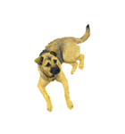 DOG ！！！(Shiba Inu, Poodle , Maltese)（個別スタンプ：4）