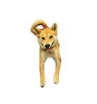 DOG ！！！(Shiba Inu, Poodle , Maltese)（個別スタンプ：6）