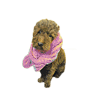 DOG ！！！(Shiba Inu, Poodle , Maltese)（個別スタンプ：8）