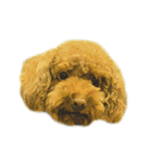 DOG ！！！(Shiba Inu, Poodle , Maltese)（個別スタンプ：9）