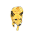 DOG ！！！(Shiba Inu, Poodle , Maltese)（個別スタンプ：12）
