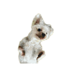 DOG ！！！(Shiba Inu, Poodle , Maltese)（個別スタンプ：14）