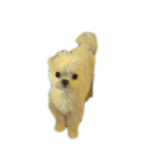 DOG ！！！(Shiba Inu, Poodle , Maltese)（個別スタンプ：15）