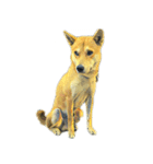 DOG ！！！(Shiba Inu, Poodle , Maltese)（個別スタンプ：17）