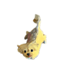 DOG ！！！(Shiba Inu, Poodle , Maltese)（個別スタンプ：18）