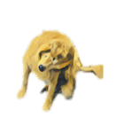DOG ！！！(Shiba Inu, Poodle , Maltese)（個別スタンプ：20）