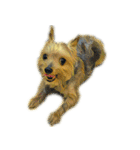 DOG ！！！(Shiba Inu, Poodle , Maltese)（個別スタンプ：22）