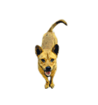 DOG ！！！(Shiba Inu, Poodle , Maltese)（個別スタンプ：26）