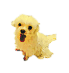 DOG ！！！(Shiba Inu, Poodle , Maltese)（個別スタンプ：27）