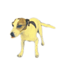 DOG ！！！(Shiba Inu, Poodle , Maltese)（個別スタンプ：28）