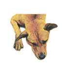 DOG ！！！(Shiba Inu, Poodle , Maltese)（個別スタンプ：30）