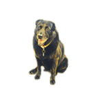 DOG ！！！(Shiba Inu, Poodle , Maltese)（個別スタンプ：31）