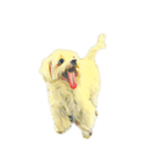DOG ！！！(Shiba Inu, Poodle , Maltese)（個別スタンプ：32）