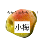 小梅専用スタンプ（個別スタンプ：8）